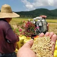 缅甸稻米出口增加粮食机械企业需抓住机遇