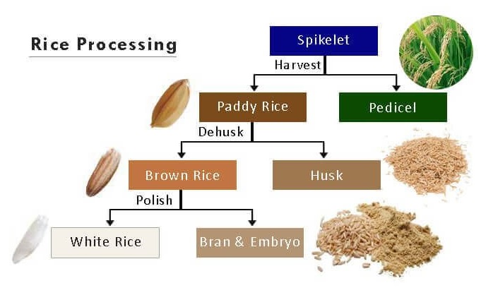 Rice Processing