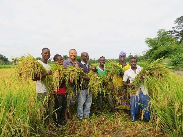 Analysis of Rice Milling Machines in African Market